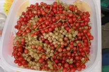 3187Johannisbeeren.webp