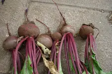 3185 Rote Bete.webp