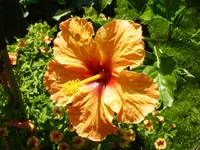 PHibiskus_orange.webp