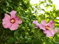 PHibiskus_rosa.webp
