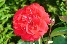 3109 Rose unbekannt.webp