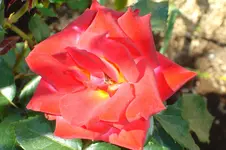 3110 Rose unbekannt.webp