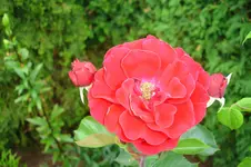 3123 Rose unbekannt.webp