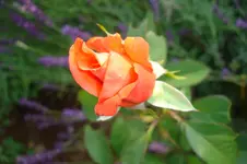 3118 Rose unbekannt.webp