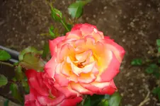 3121 Rose Nostalgie.webp