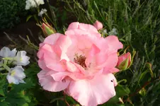 3117 Rose Pink Diadem.webp