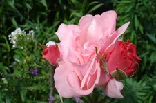 3144 Rose Camelot.webp