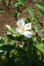 3154 Rose Heideröslein Nozomi.webp