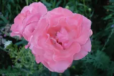 3157 Rose Camelot.webp