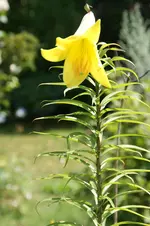 gelbe Trompete.webp