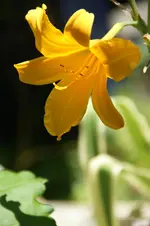 Panaschiert.webp