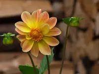 Bild 170.webp