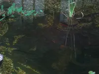 Teich1.webp