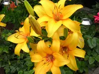 lilie.webp