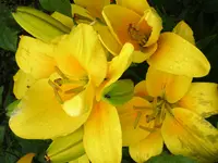 DSCN2488.webp