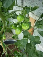 GoldenSunrise_180710.webp