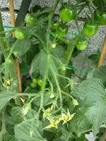 Cherry_NoName1_180710.webp