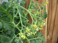 Cherry_NoName_180710.webp