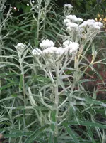 IMG_1943.webp