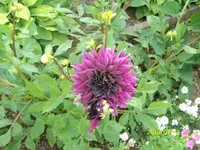 ALIM2257.webp