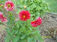 ALIM2258.webp