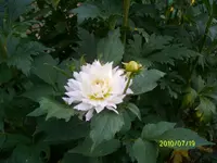 ALIM2261.webp
