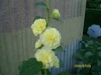 ALIM2263.webp