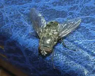 blaue Fliege v.webp
