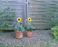 meine neuen Sonnenblumen.webp