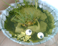 Miniteich voller Algen.webp