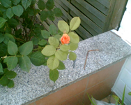 Rosenblühte der Gishelane.webp