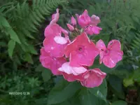 HPIM5089.webp