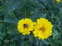 HPIM5088.webp