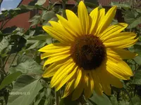 HPIM5087.webp