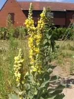 HPIM5086.webp