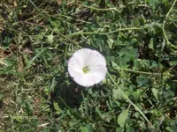 HPIM5085.webp
