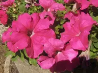 HPIM5084.webp