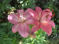HPIM5083.webp