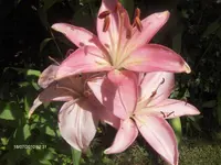 HPIM5082.webp