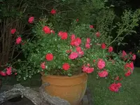 damals, im letzten Sommer.... (1).webp