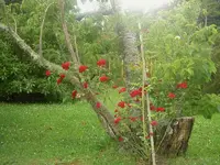 damals, im letzten Sommer.... (3).webp