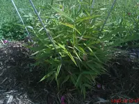 DSC00379.webp