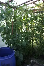 Garten 019.webp