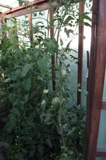 Garten 020.webp