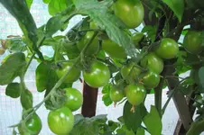 Garten 028.webp