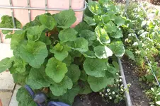 Garten 033.webp