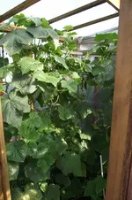 Garten 034.webp