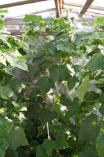 Garten 035.webp