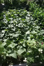 Garten 049.webp