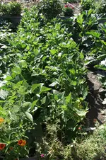 Garten 050.webp